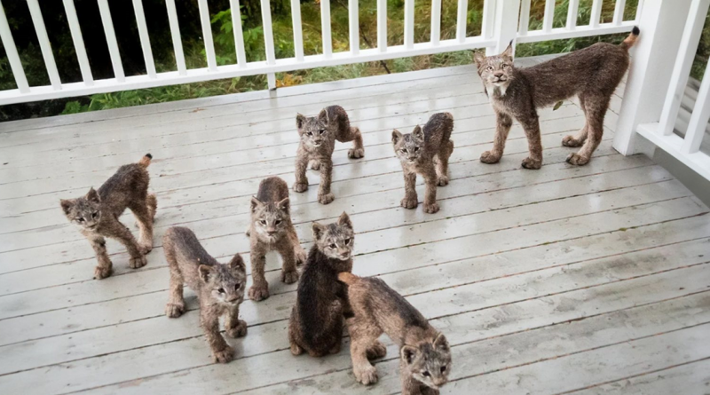 Mamá lince trae a sus 7 crías a la terraza de un hombre en un día nevado…