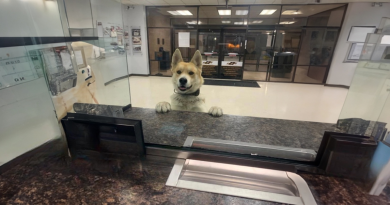 Un Perro Perdido Llega a una Estación de Policía Local para Decir Que Está Desaparecido