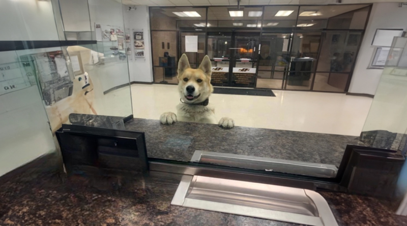 Un Perro Perdido Llega a una Estación de Policía Local para Decir Que Está Desaparecido