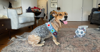 El Orgulloso Perro Rescatado Gana Otra Insignia de Mérito por Sus Buenas Acciones