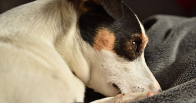 Jack Russell educada rescatada de un pozo: ¡Una historia extraordinaria!