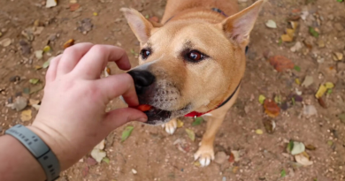 Fotos adorables muestra a un perro anciano que se convierte en cachorro gracias a su nueva dueña