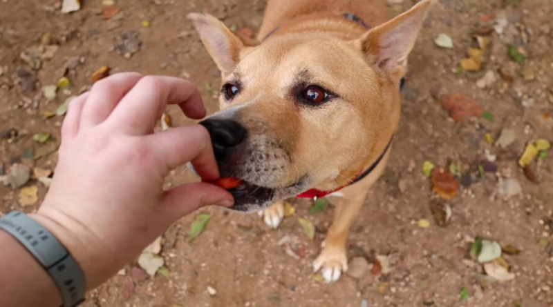 Fotos adorables muestra a un perro anciano que se convierte en cachorro gracias a su nueva dueña