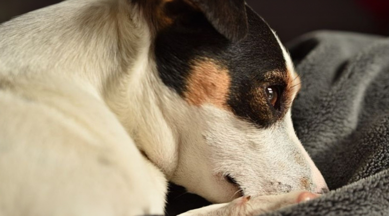 Jack Russell educada rescatada de un pozo: ¡Una historia extraordinaria!