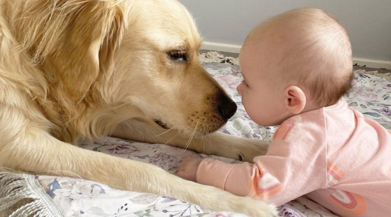 Un gran perro cuida a un bebé desde el nacimiento: 15 fotos conmovedoras que te harán llorar