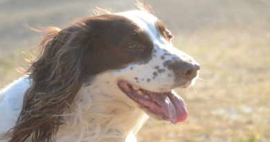 Perro desaparece en una montaña y regresa milagrosamente