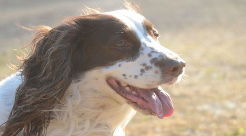 Perro desaparece en una montaña y regresa milagrosamente