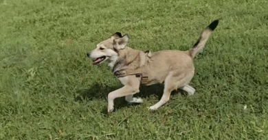 Mujer Nota un Perro Persiguiendo su Taxi — Luego Decide Cambiar Su Vida