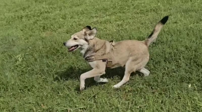 Mujer Nota un Perro Persiguiendo su Taxi — Luego Decide Cambiar Su Vida