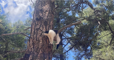 Intento de un Gato de Escalar un Árbol Termina Torpemente Mal