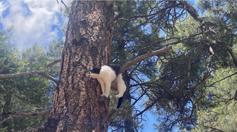 Intento de un Gato de Escalar un Árbol Termina Torpemente Mal