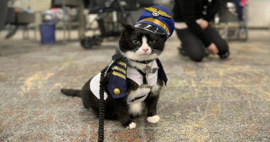 Conoce a Duke Ellington – Un Gato de Terapia que Ayuda con la Ansiedad en el Aeropuerto Internacional de San Francisco