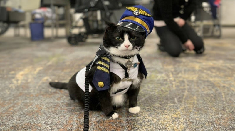 Conoce a Duke Ellington – Un Gato de Terapia que Ayuda con la Ansiedad en el Aeropuerto Internacional de San Francisco