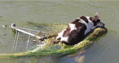 Perro mayor encontrado varado en un canal con casi “ninguna posibilidad de sobrevivir” se recupera y vive la “mejor vida