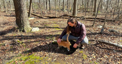 Un adorable gato que guía a los huéspedes de su dueña en caminatas ha conquistado Internet