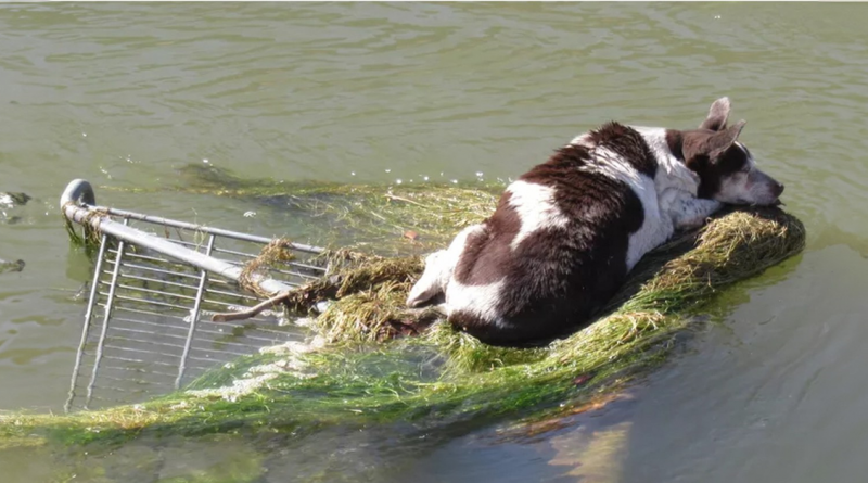 Perro mayor encontrado varado en un canal con casi “ninguna posibilidad de sobrevivir” se recupera y vive la “mejor vida