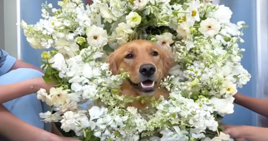 Perros hacen de Dama de Honor y Portador de Anillos en la boda de sus dueños y hacen que todos los invitados digan ‘Aww’