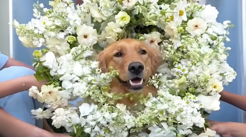 Perros hacen de Dama de Honor y Portador de Anillos en la boda de sus dueños y hacen que todos los invitados digan ‘Aww’