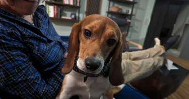 Conoce a Dora, la beagle que fue rescatada de un laboratorio y recibió una segunda oportunidad en la vida