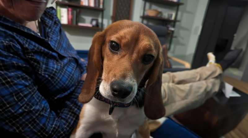 Conoce a Dora, la beagle que fue rescatada de un laboratorio y recibió una segunda oportunidad en la vida