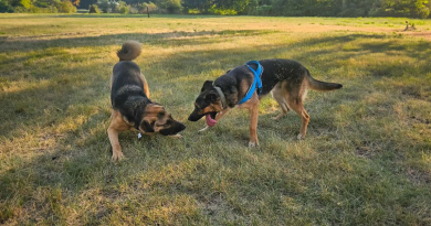 Familia Fue a Adoptar un Perro, Descubre que Tiene un Mejor Amigo y Decide Adoptarlos a Ambos