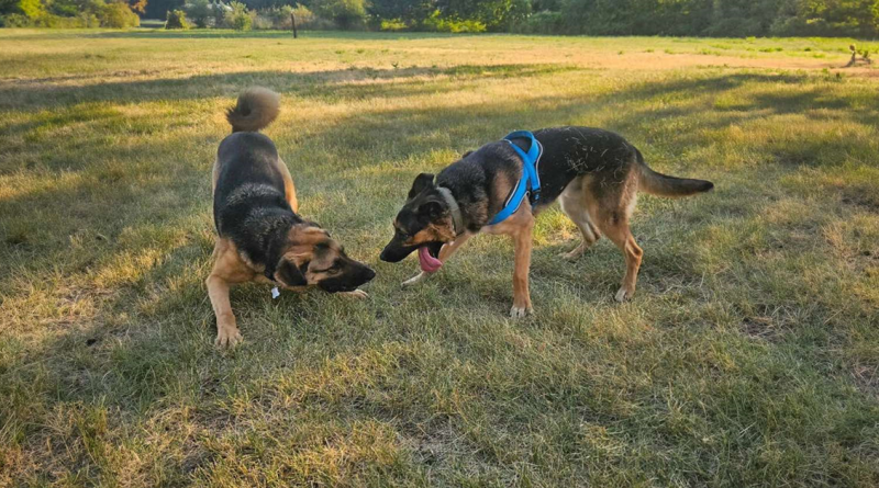 Familia Fue a Adoptar un Perro, Descubre que Tiene un Mejor Amigo y Decide Adoptarlos a Ambos