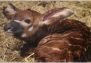 Gran Bretaña Celebra el Nacimiento de un Antílope Bongo de Montaña–Con Menos de 100 en el Mundo