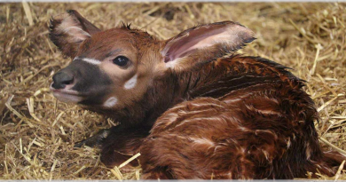 Gran Bretaña Celebra el Nacimiento de un Antílope Bongo de Montaña–Con Menos de 100 en el Mundo