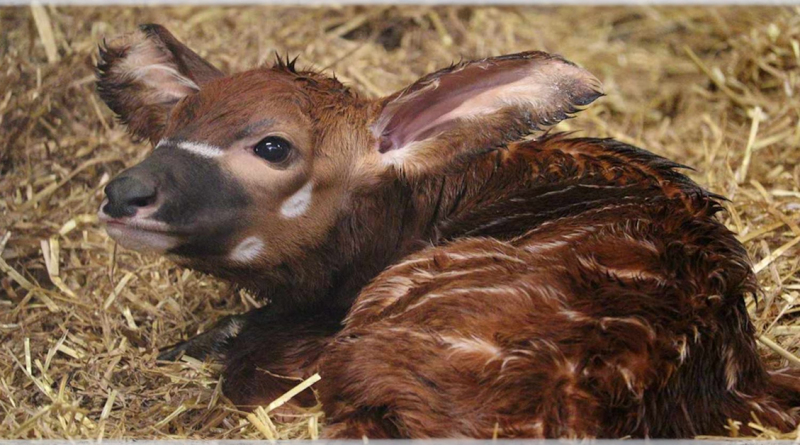 Gran Bretaña Celebra el Nacimiento de un Antílope Bongo de Montaña–Con Menos de 100 en el Mundo