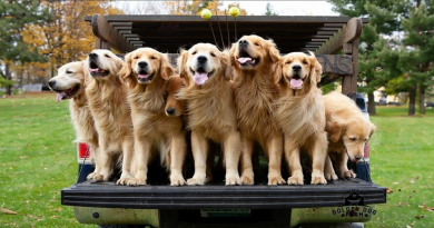 “La gente llora de felicidad”: Visitantes acuden en masa a experimentar la “Hora del Golden Retriever”