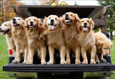 “La gente llora de felicidad”: Visitantes acuden en masa a experimentar la “Hora del Golden Retriever”