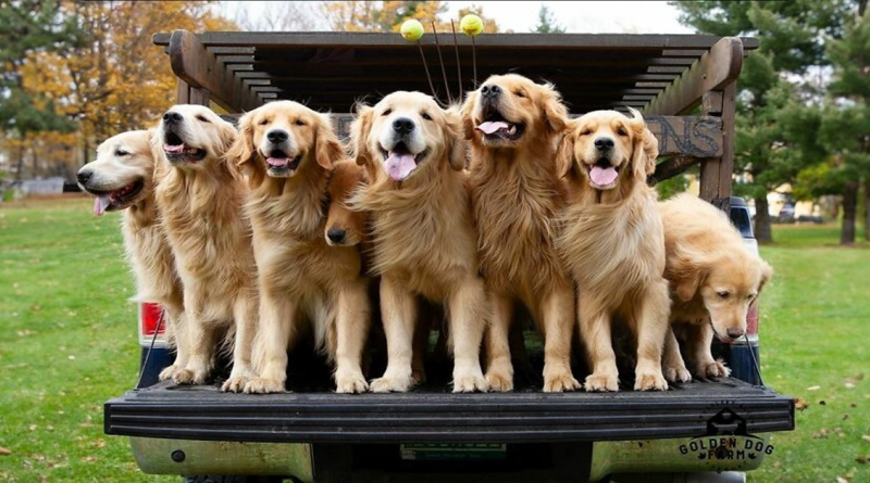 “La gente llora de felicidad”: Visitantes acuden en masa a experimentar la “Hora del Golden Retriever”