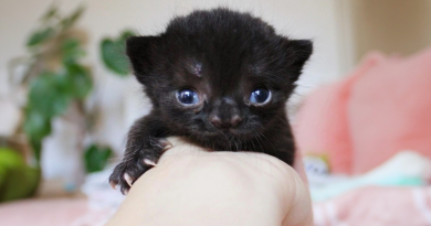 Conoce a Aela, una Gatita Especial Que Fue Abandonada por Su Madre, Pero Que Nos Encantó Desde la Primera Mirada