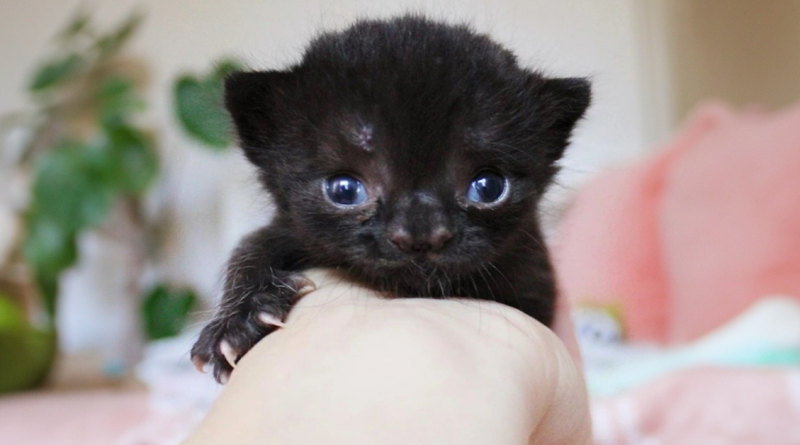 Conoce a Aela, una Gatita Especial Que Fue Abandonada por Su Madre, Pero Que Nos Encantó Desde la Primera Mirada