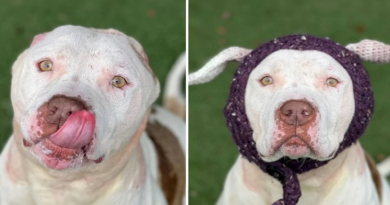 Un perro que perdió sus orejas recibe unas nuevas de punto y finalmente es adoptado