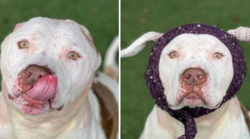 Un perro que perdió sus orejas recibe unas nuevas de punto y finalmente es adoptado