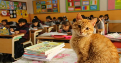 Gato Entra en Clase de Tercero — Y Decide Que Nunca se Va a Ir