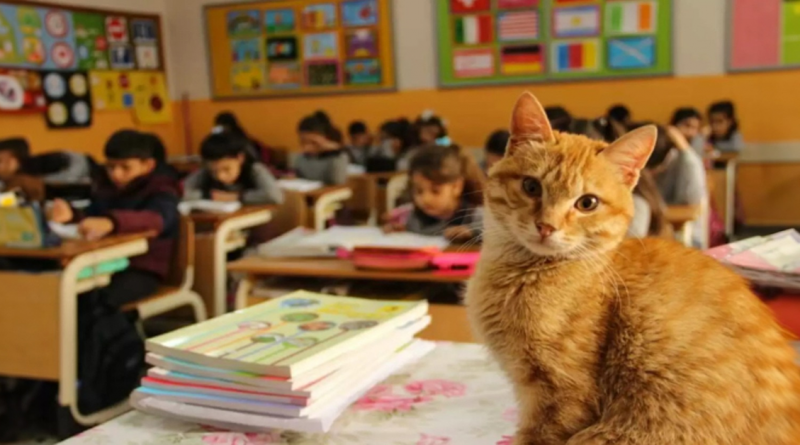 Gato Entra en Clase de Tercero — Y Decide Que Nunca se Va a Ir