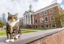 Universidad Honra a un Gato Académico con el Título Más Prestigioso