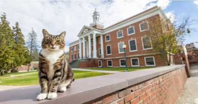 Universidad Honra a un Gato Académico con el Título Más Prestigioso