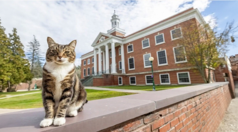 Universidad Honra a un Gato Académico con el Título Más Prestigioso