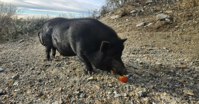 Cerdito abandonado en medio de la nada no puede dejar de mover la cola cuando lo encuentran