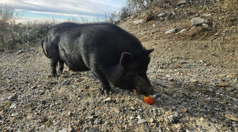 Cerdito abandonado en medio de la nada no puede dejar de mover la cola cuando lo encuentran