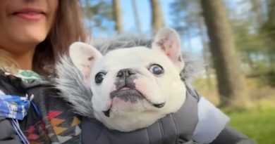 Llevamos a nuestra Frenchie de tres patas de campamento a un viñedo