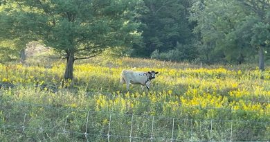 Una vaca “salvaje” nunca dejaba que nadie la tocara hasta que encontró a su primer amigo