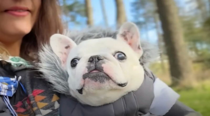 Llevamos a nuestra Frenchie de tres patas de campamento a un viñedo