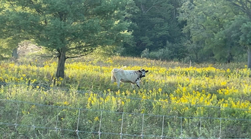 Una vaca “salvaje” nunca dejaba que nadie la tocara hasta que encontró a su primer amigo