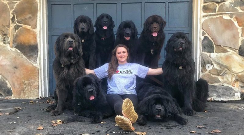 Esta Joven y Sus 9 Perros Visitan a Personas Hospitalizadas, Llevando Felicidad a Quienes Más lo Necesitan