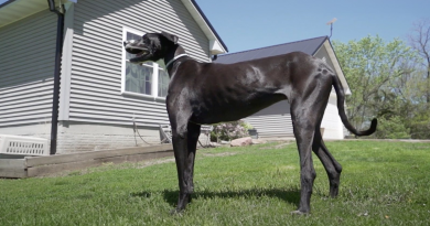 Conoce a Kevin, el Perro Vivo Más Alto del Mundo de West Des Moines, Iowa