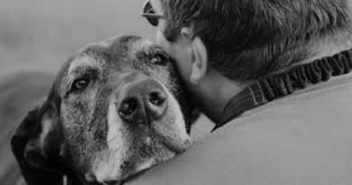 Una mirada llena de comprensión: ¿cómo los perros comparten nuestros sentimientos?